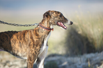 Greyhound ready to hunt - 567103287