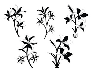Lily Flowers isolated vector Silhouettes