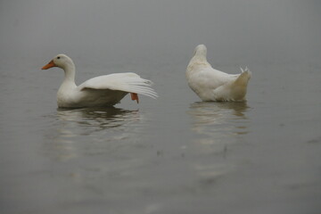 Patos no lago 