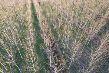 New planting of poplar trees for paper production