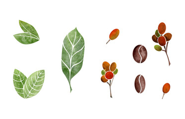 Watercolor hand drawn set of objects. Coffee raw and roasted beans, green leaves. Isolated on white background. For invitations, cafe, restaurant food menu, print, website, cards