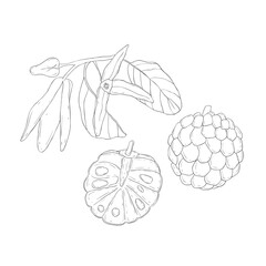 Line Art Sugar Apple. Elements of Fruits and Flowers. Vector Illustration on white Background.