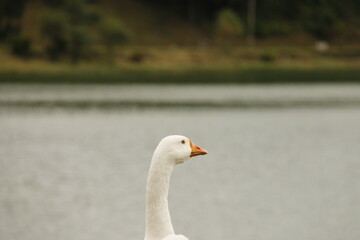 Obraz premium Pato branco com bico laranja