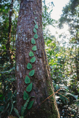 tree background in concept of earth sustainability resource and green nature environment, environmental ecology for save the global planet protection or eco renewable energy, plant conservation