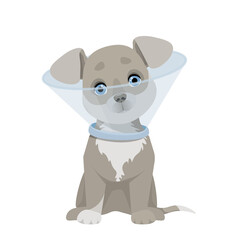Obraz na płótnie Canvas Gray puppy in a protective veterinary collar