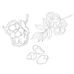 Line Art Ackee. Vector Illustration on white Background.