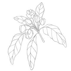 Line Art Chikoo Blossom Branch. Vector Illustration on white Background.