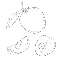 Line Art Chikoo Fruit. Vector Illustration on white Background.