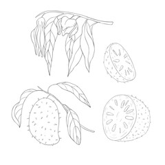 Line Art Soursop Branch and Blossom. Elements of Fruits and Flowers. Vector Illustration on white Background.