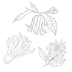 Line Art Budda's Hand Fruit Branch and Blossom. Elements of Fruits and Flowers. Vector Illustration on white Background.