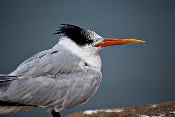 Royal Tern