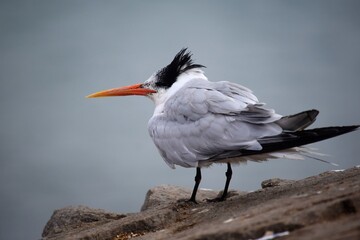 Royal Tern