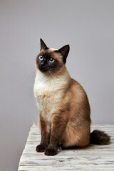 Cat of Breed Mekong Bobtail without tail on white woden table against grey background