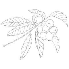Line Art Loguat Branch. Vector Illustration on white Background.