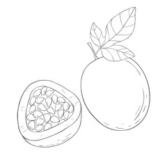Line Art Maracuja Fruit. Vector Illustration on white Background.