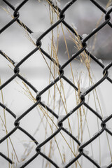 Metal Fence and Grasses in Winter