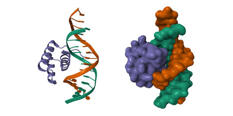 Msx-1 homeodomain-DNA complex structure. 3D cartoon and Gaussian surface models, chain id color scheme, PDB 1ig7