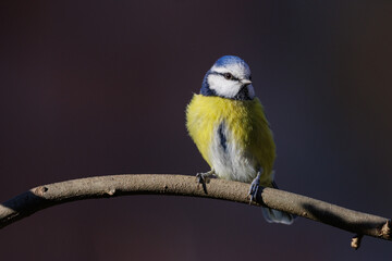 Blaumeise auf Zweig