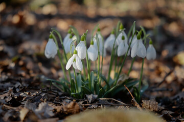 Snowdrop flowers close-up. Beautiful first flowers bloomed in spring. White Galanthus nivalis in a clearing in bright sunlight. The concept of spring, beauty and awakening. Natural background postcard