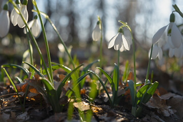 Snowdrop flowers close-up. Beautiful first flowers bloomed in spring. White Galanthus nivalis in a clearing in bright sunlight. The concept of spring, beauty and awakening. Natural background postcard