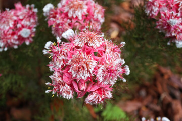 Close up of pink Serruria flowers in the garden