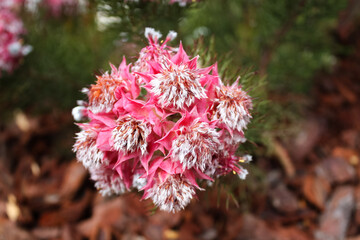 Pink Serruria flowers in the garden