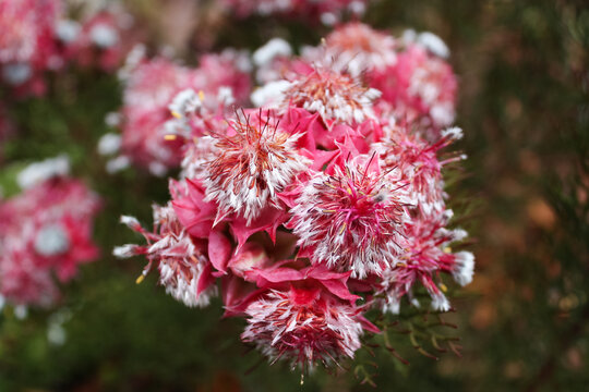 Close up of pink Serruria flowers in the garden