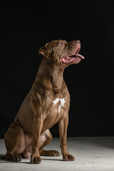 Fototapeta premium Portrait of a beautiful thoroughbred American Pit Bull Terrier in the studio, close-up.