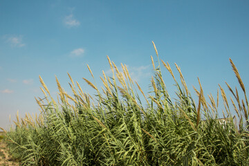 Obraz premium Giant canes with the blue sky on the background.