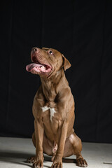 Portrait of a beautiful thoroughbred American Pit Bull Terrier in the studio, close-up.