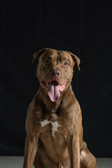 Portrait of a beautiful thoroughbred American Pit Bull Terrier in the studio, close-up.