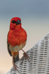 czerwony ptak
