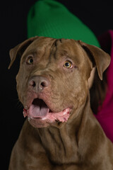 Fototapeta premium Portrait of a beautiful thoroughbred American Pit Bull Terrier in the studio, close-up.