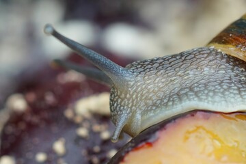 Facial closeup on the garden snail, Cornu asperum , eating from