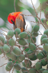 czerwony ptak © KMG