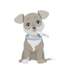 Gray dog with a thermometer in his mouth