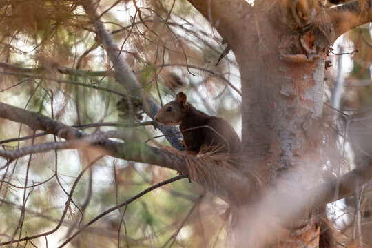 Photograph of a squirrel in a tree
