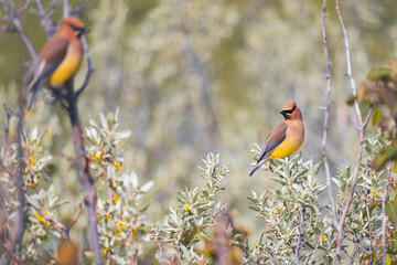 Two cedar waxwing birds perched on plants on a sunny day