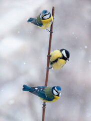 three birds titmice and lapis lazuli are sitting on a tree branch in the winter garden