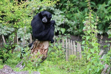 siamang in a zoo in lille (france)