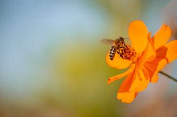 Bee on orange flower with negative space