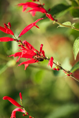 Bee on pineapple sage flowers. Salvia elegans