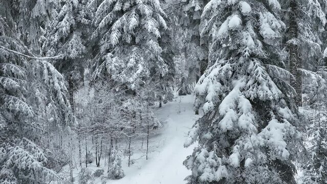 Aerial top view drone shot of the pine and spruce trees forest covered with snow in the Tatra Mountains in Slovakia. Beauty in nature and ecology concept image.