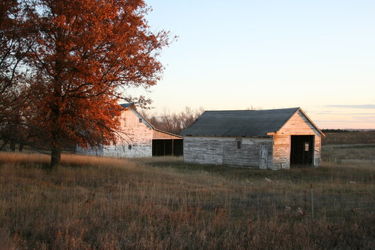 Small white Barn with fall colored oak tree in the foreground