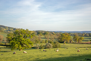 Summertime landscape in the UK.