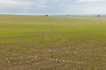 Green field of winter wheat.A grain of winter wheat sown in the fall has sprouted.
