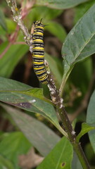 Monarch caterpillar on a milkweed plant in the Intag Valley, outside of Apuela, Ecuador