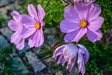 Obraz premium Cosmos bipinnatus in Prague botanical garden
