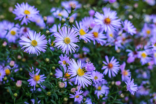 flower bed in the botanical garden