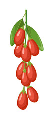 Vector goji berry isolated on white background